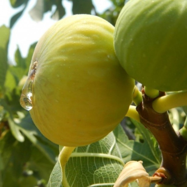 Foto - İncir tam bir şifa deposu! O hastalıklarla savaşıyor