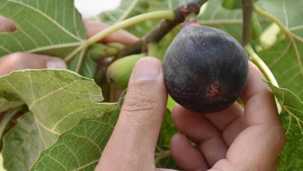 Foto - İncir tam bir şifa deposu! O hastalıklarla savaşıyor