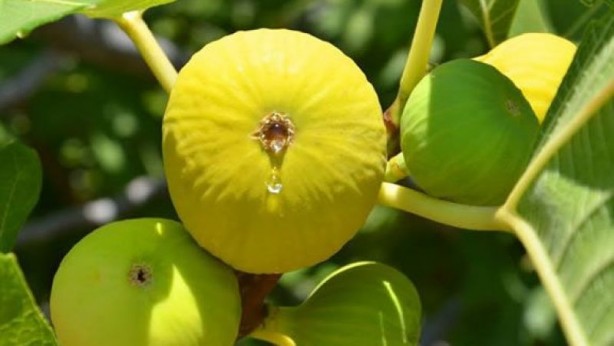 Foto - İncir tam bir şifa deposu! O hastalıklarla savaşıyor