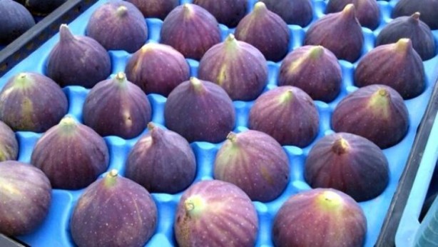 Foto - İncir tam bir şifa deposu! O hastalıklarla savaşıyor