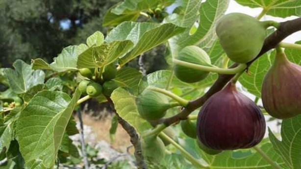 Foto - İncir tam bir şifa deposu! O hastalıklarla savaşıyor