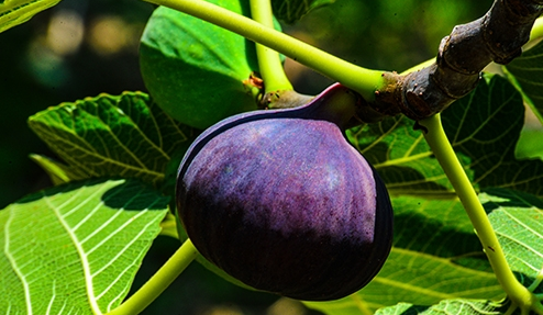 Foto - İncir tam bir şifa deposu! O hastalıklarla savaşıyor