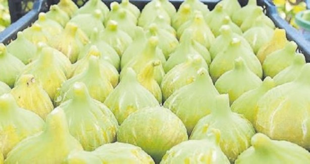 İncir tam bir şifa deposu! O hastalıklarla savaşıyor