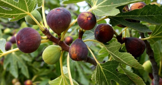 Foto - İncir tam bir şifa deposu! O hastalıklarla savaşıyor