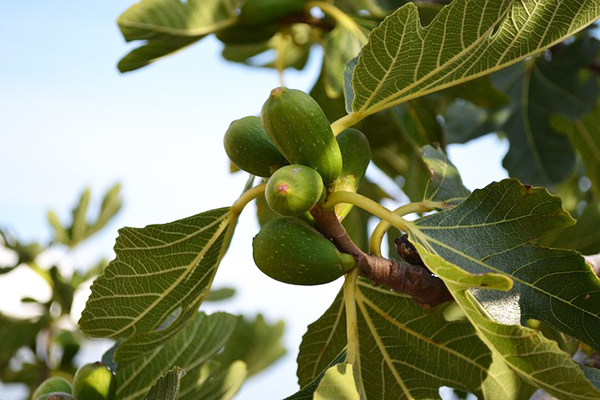 Foto - İncir yaprağı çayı şifa saçıyor! Kanser ve kalp hastalıklarını engelliyor