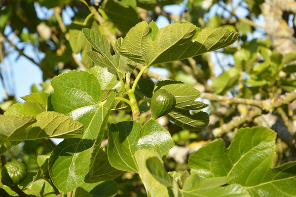 Foto - İncir yaprağı çayı şifa saçıyor! Kanser ve kalp hastalıklarını engelliyor