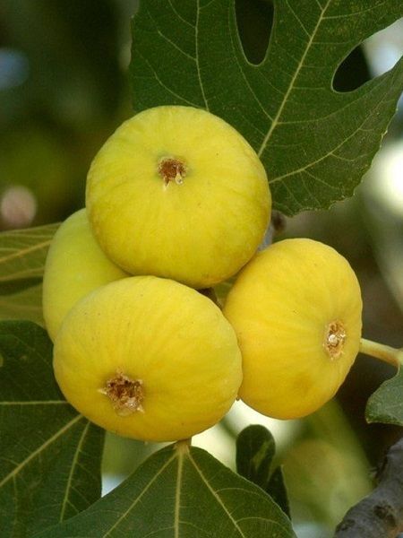 Foto - İncir yaprağı çayı şifa saçıyor! Kanser ve kalp hastalıklarını engelliyor