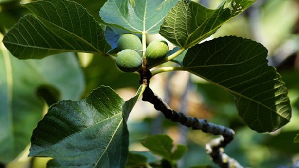 Foto - İncir yaprağı çayı şifa saçıyor! Kanser ve kalp hastalıklarını engelliyor