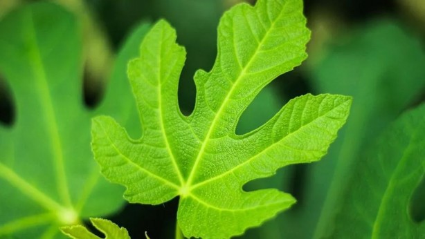 Foto - İncir yaprağı çayı şifa saçıyor! Kanser ve kalp hastalıklarını engelliyor