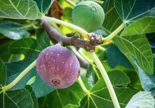 Foto - İncir yaprağı ne işe yarar? Merak uyandırdı Bin bir derde deva adeta silah! Yeter doğru teknik kullanın