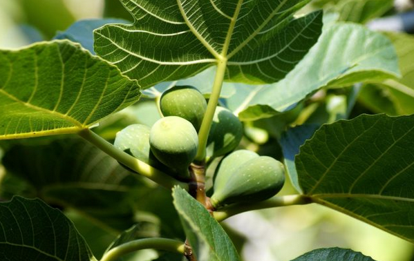İncir yaprağı ne işe yarar? Merak uyandırdı Bin bir derde deva adeta silah! Yeter doğru teknik kullanın