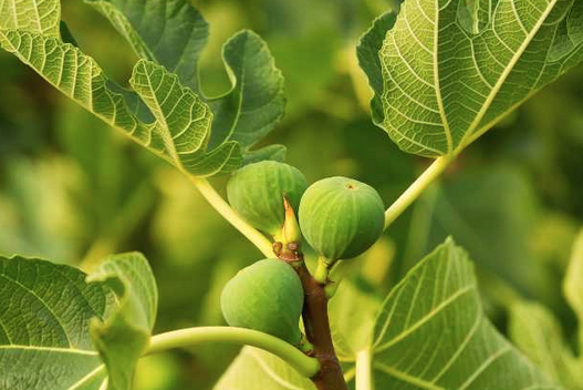 Foto - İncir yaprağı ne işe yarar? Merak uyandırdı Bin bir derde deva adeta silah! Yeter doğru teknik kullanın