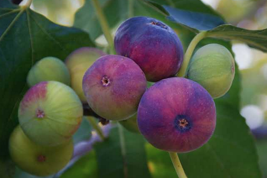 Foto - İncir yaprağı ne işe yarar? Merak uyandırdı Bin bir derde deva adeta silah! Yeter doğru teknik kullanın