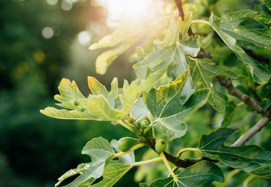 Foto - İncir yaprağı ne işe yarar? Merak uyandırdı Bin bir derde deva adeta silah! Yeter doğru teknik kullanın