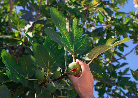 Foto - İncir yaprağı ne işe yarar? Merak uyandırdı Bin bir derde deva adeta silah! Yeter doğru teknik kullanın