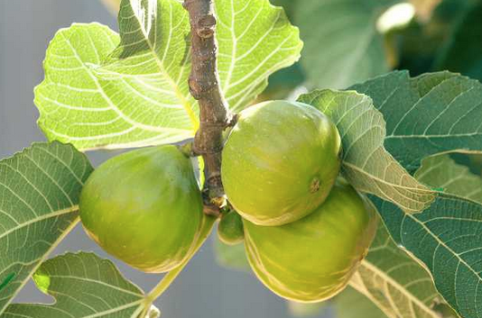 Foto - İncir yaprağı ne işe yarar? Merak uyandırdı Bin bir derde deva adeta silah! Yeter doğru teknik kullanın