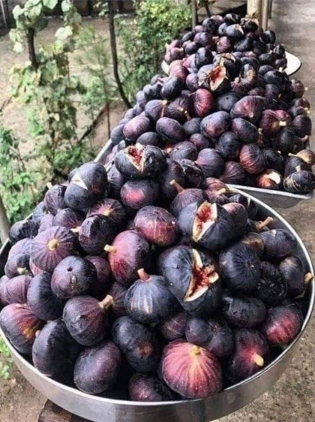 Foto - İncirin binlerce yıl saklanan gerçek yüzü ortaya çıktı! Yerken iki kez düşüneceksiniz! Meğer…