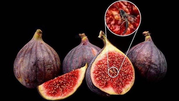 İncirin binlerce yıl saklanan gerçek yüzü ortaya çıktı! Yerken iki kez düşüneceksiniz! Meğer…