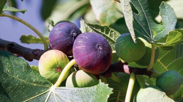 Foto - İncirin binlerce yıl saklanan gerçek yüzü ortaya çıktı! Yerken iki kez düşüneceksiniz! Meğer…