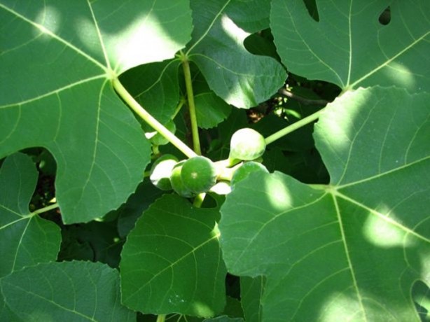 Foto - İncirin muhteşem faydaları