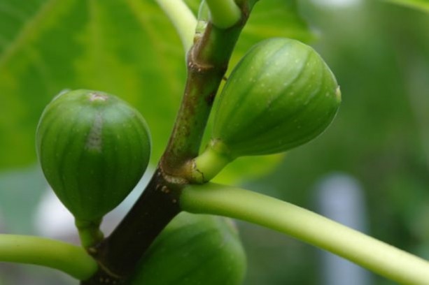 Foto - İncirin muhteşem faydaları