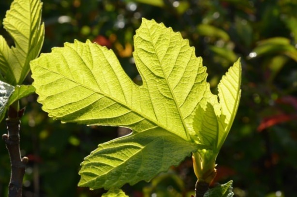 Foto - İncirin muhteşem faydaları