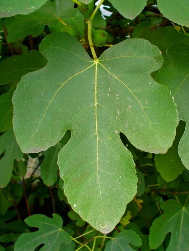 Foto - İncirin muhteşem faydaları