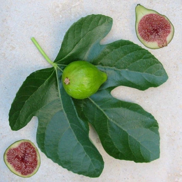 Foto - İncirin muhteşem faydaları