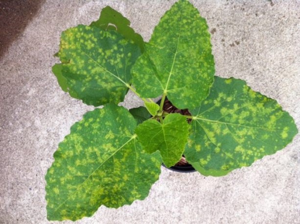 Foto - İncirin muhteşem faydaları