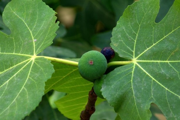 Foto - İncirin muhteşem faydaları