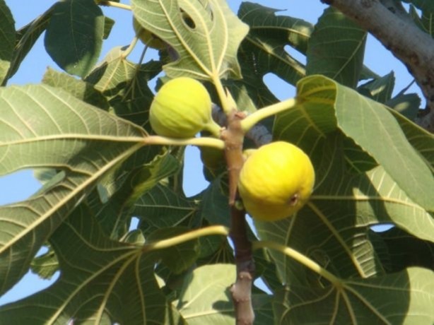 Foto - İncirin muhteşem faydaları