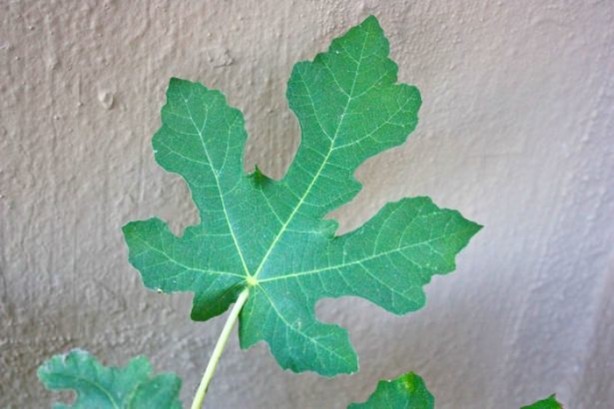 Foto - İncirin muhteşem faydaları