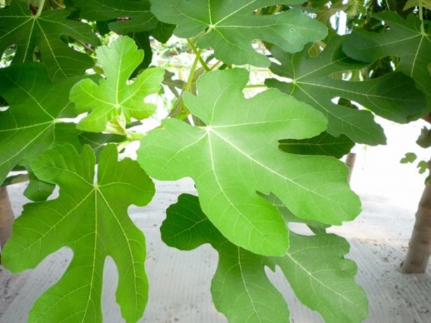 Foto - İncirin muhteşem faydaları