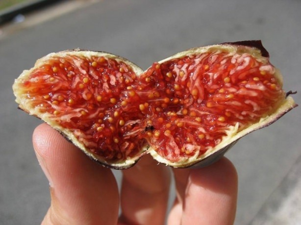 Foto - İncirin muhteşem faydaları