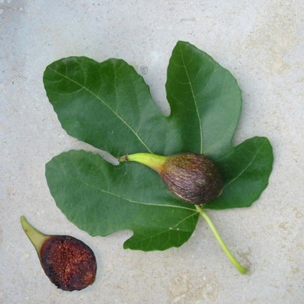 Foto - İncirin muhteşem faydaları