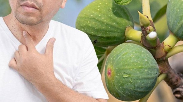 İncir’in sütü ne işe yarar dedik yıllarca! Bu etkisini keşke daha önce öğrenseydik diyeceksiniz