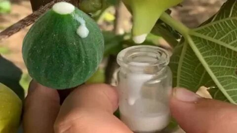 Foto - İncir’in sütü ne işe yarar dedik yıllarca! Bu etkisini keşke daha önce öğrenseydik diyeceksiniz