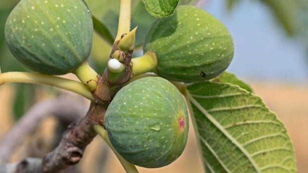 Foto - İncir’in sütü ne işe yarar dedik yıllarca! Bu etkisini keşke daha önce öğrenseydik diyeceksiniz