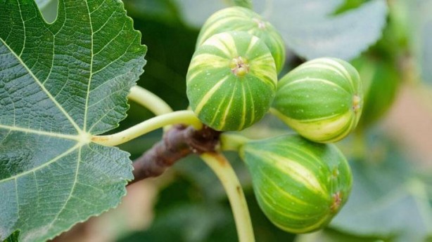 Foto - İncir’in sütü ne işe yarar dedik yıllarca! Bu etkisini keşke daha önce öğrenseydik diyeceksiniz