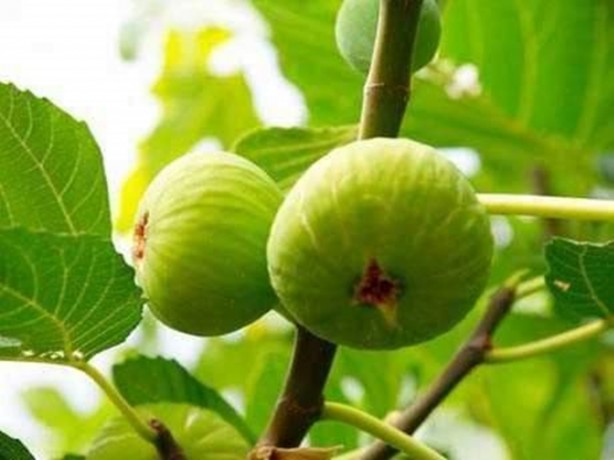 Foto - İncirin yararları saymakla bitmiyor