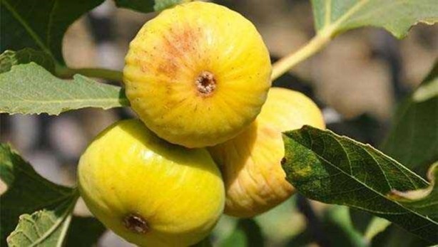 Foto - İncirin yararları saymakla bitmiyor