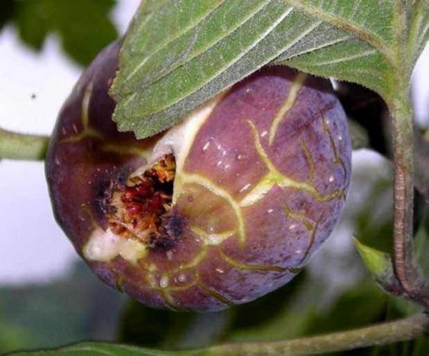 Foto - İncirin yararları saymakla bitmiyor