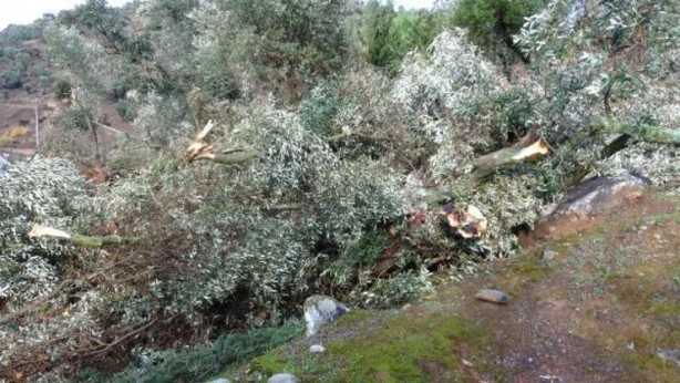 Foto - İncirliova'da fırtına ve hortum: 15 ev zarar gördü, çok sayıda ağaç devrildi