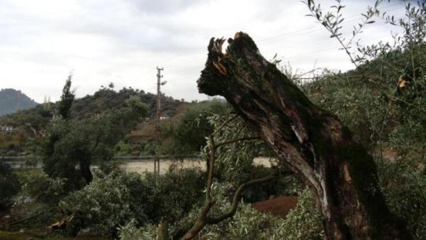 Foto - İncirliova'da fırtına ve hortum: 15 ev zarar gördü, çok sayıda ağaç devrildi