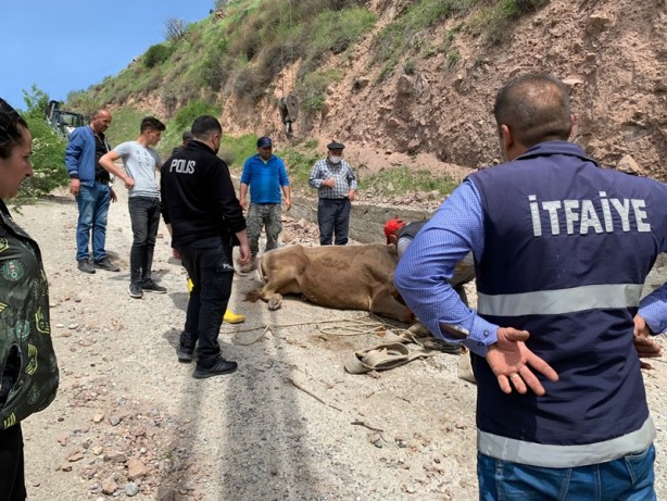 Foto - İnek, dağ yamacında mahsur kaldı, vinç çağrıldı