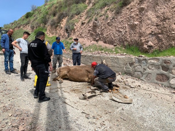 Foto - İnek, dağ yamacında mahsur kaldı, vinç çağrıldı