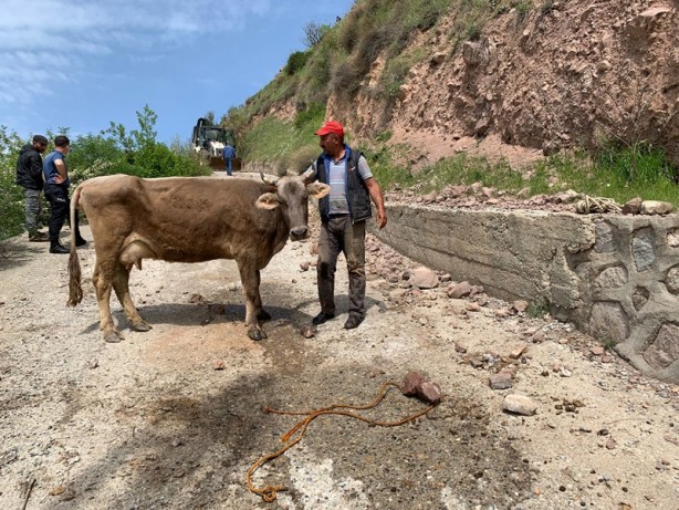 Foto - İnek, dağ yamacında mahsur kaldı, vinç çağrıldı