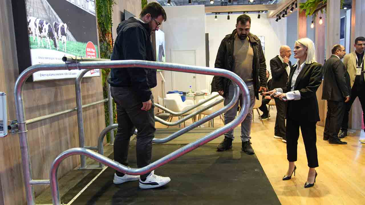 İnek yatağı sütü uçurdu: Konfor geldi, verim arttı