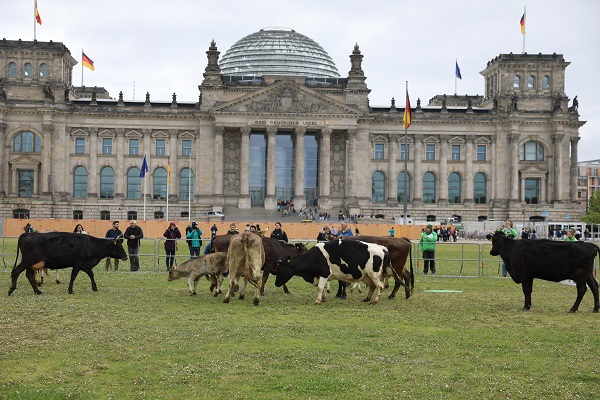 Foto - İnekler meclis bahçesinde otladı 