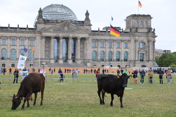 Foto - İnekler meclis bahçesinde otladı 